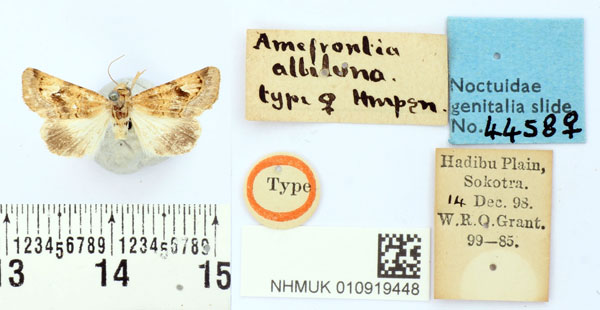 /filer/webapps/moths/media/images/A/albiluna_Amefrontia_PLT_BMNH.jpg