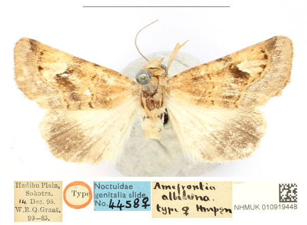 /filer/webapps/moths/media/images/A/albiluna_Amefrontia_PLT_BMNH_6c18H9C.jpg