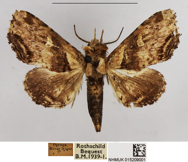 /filer/webapps/moths/media/images/A/albiluna_Eutelia_AM_NHMUK.jpg