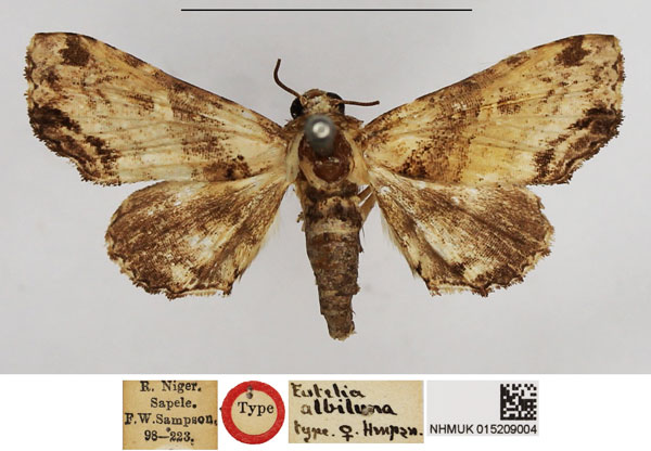 /filer/webapps/moths/media/images/A/albiluna_Eutelia_HT_NHMUK.jpg