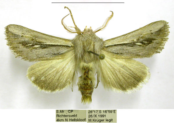 /filer/webapps/moths/media/images/A/albilunata_Ectochela_AM_TMSA.jpg