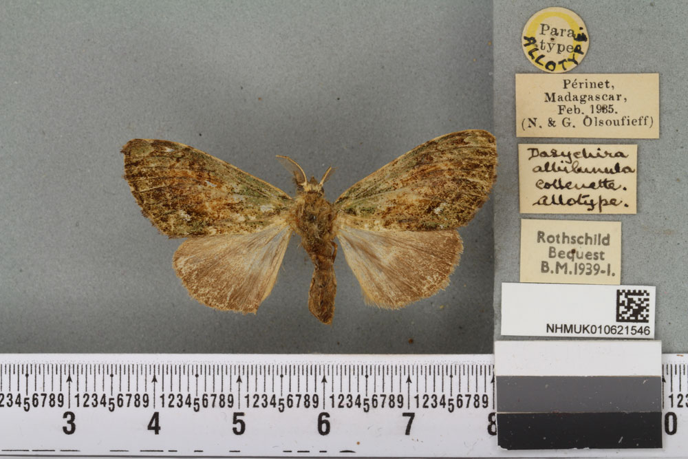 /filer/webapps/moths/media/images/A/albilunula_Dasychira_AT_BMNHa.jpg