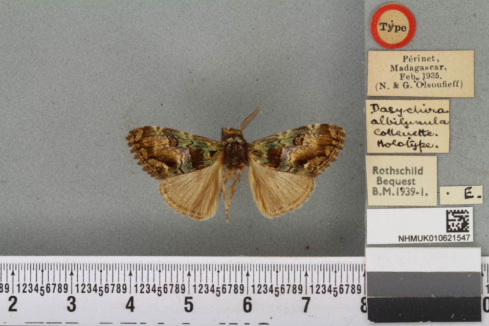 /filer/webapps/moths/media/images/A/albilunula_Dasychira_HT_BMNHa.jpg