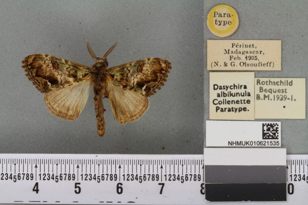 /filer/webapps/moths/media/images/A/albilunula_Dasychira_PTM_BMNH_01a.jpg