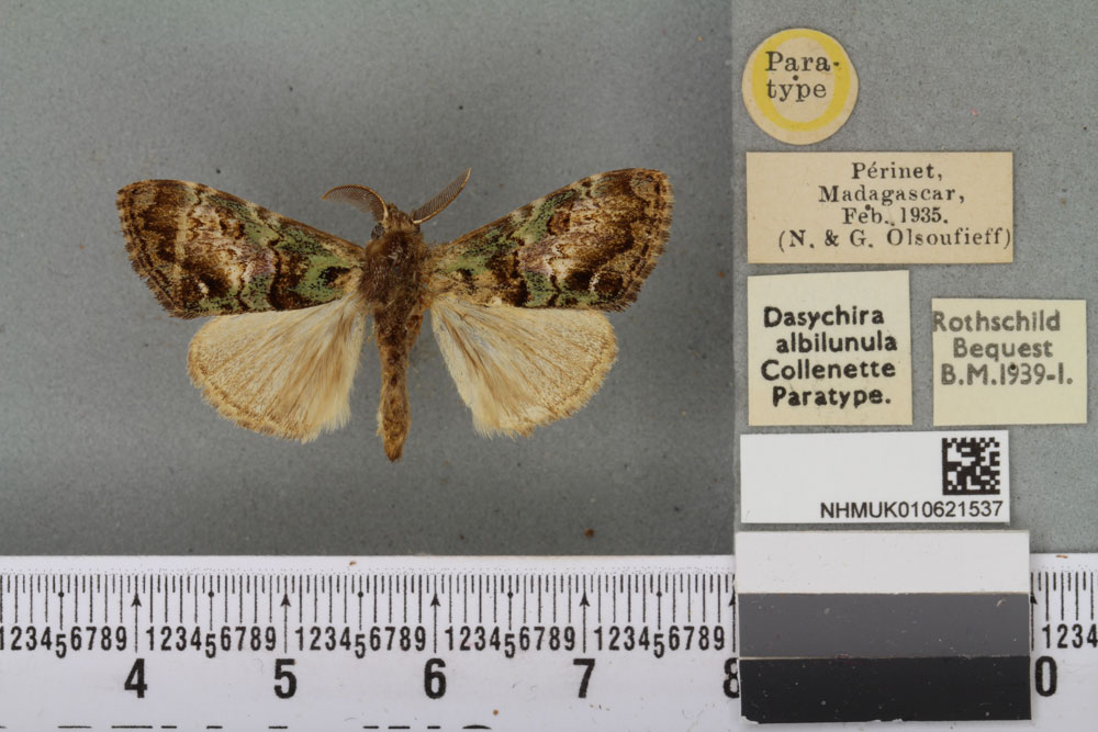 /filer/webapps/moths/media/images/A/albilunula_Dasychira_PTM_BMNH_02a.jpg