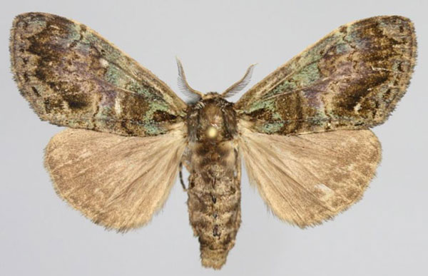 /filer/webapps/moths/media/images/A/albilunula_Rahona_AF_Golovizin.jpg