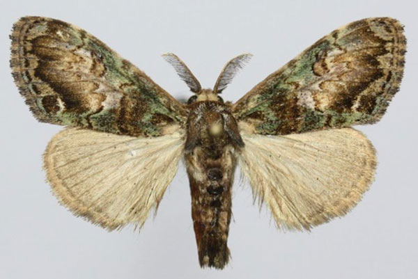 /filer/webapps/moths/media/images/A/albilunula_Rahona_AM_Golovizin.jpg