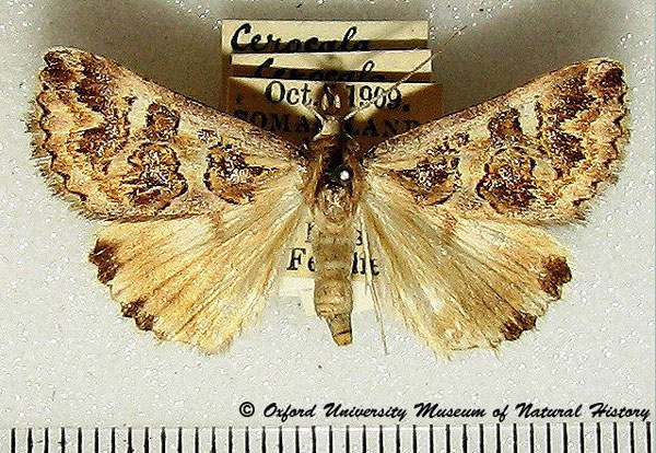 /filer/webapps/moths/media/images/A/albimacula_Cerocala_AM_OUMNH_01.jpg