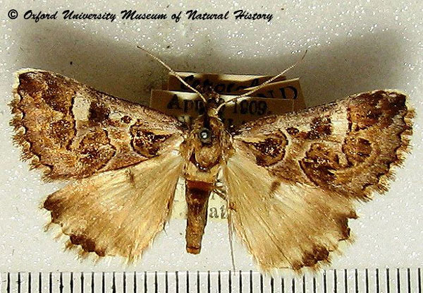 /filer/webapps/moths/media/images/A/albimacula_Cerocala_AM_OUMNH_02.jpg