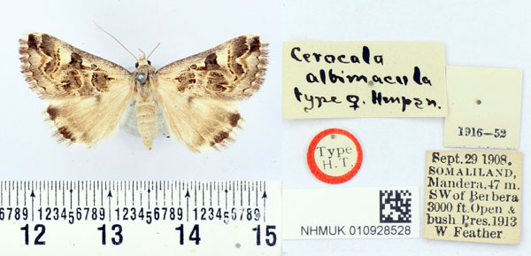 /filer/webapps/moths/media/images/A/albimacula_Cerocala_AT_BMNH.jpg