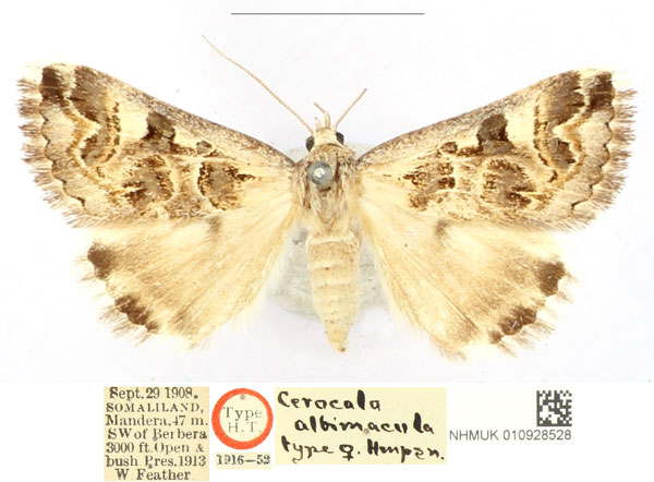 /filer/webapps/moths/media/images/A/albimacula_Cerocala_AT_BMNH_bGspZcE.jpg