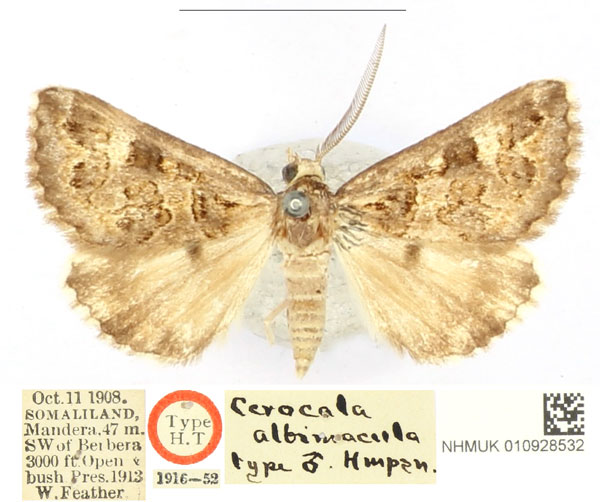 /filer/webapps/moths/media/images/A/albimacula_Cerocala_HT_BMNH_iRPQHjt.jpg