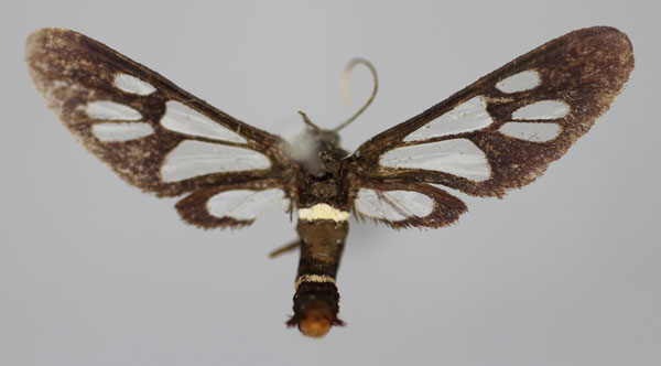 /filer/webapps/moths/media/images/A/albimacula_Ceryx_A_BMNH.jpg