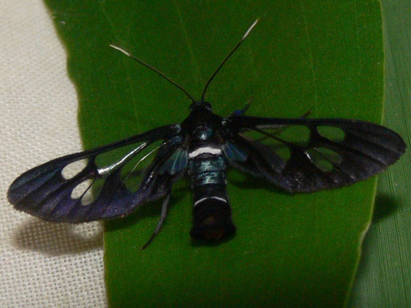 /filer/webapps/moths/media/images/A/albimacula_Ceryx_A_Goff_02.jpg