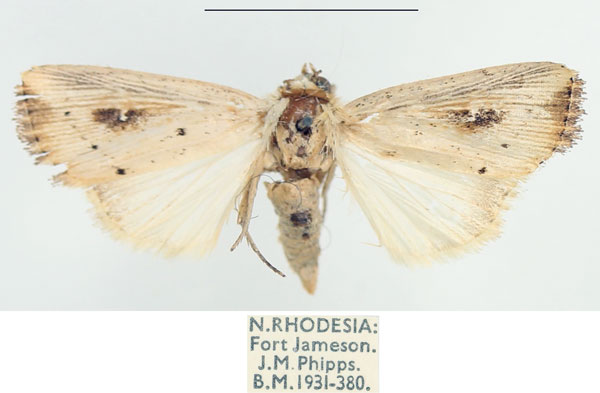 /filer/webapps/moths/media/images/A/albimacula_Leucania_AF_BMNH.jpg