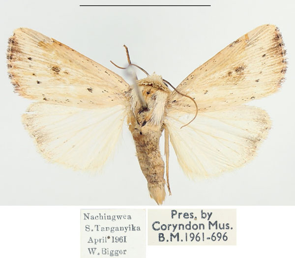 /filer/webapps/moths/media/images/A/albimacula_Leucania_AM_BMNH.jpg