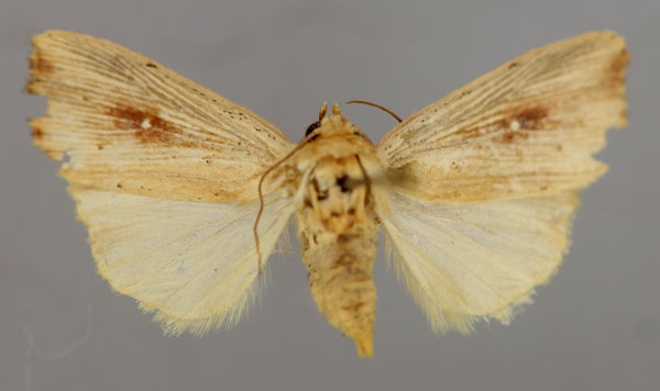 /filer/webapps/moths/media/images/A/albimacula_Leucania_A_RMCA_01.jpg