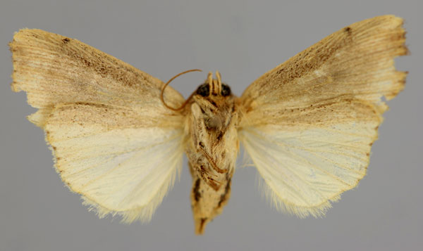 /filer/webapps/moths/media/images/A/albimacula_Leucania_A_RMCA_02.jpg