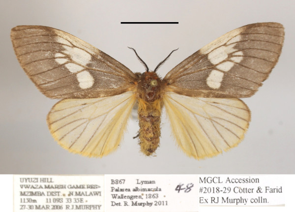 /filer/webapps/moths/media/images/A/albimacula_Palasea_AF_MGCLa_02.jpg