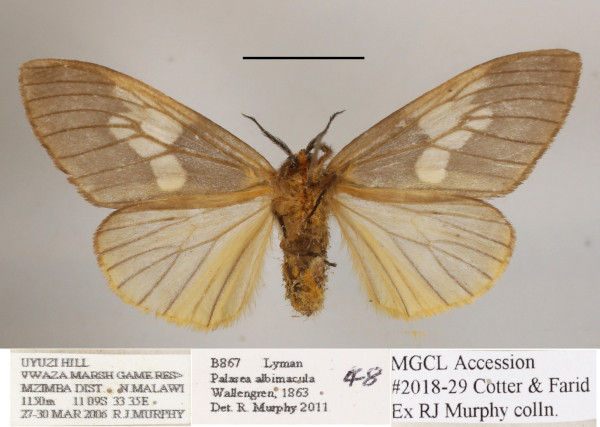 /filer/webapps/moths/media/images/A/albimacula_Palasea_AF_MGCLb_02.jpg