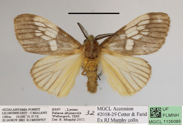 /filer/webapps/moths/media/images/A/albimacula_Palasea_AM_MGCLa_01.jpg