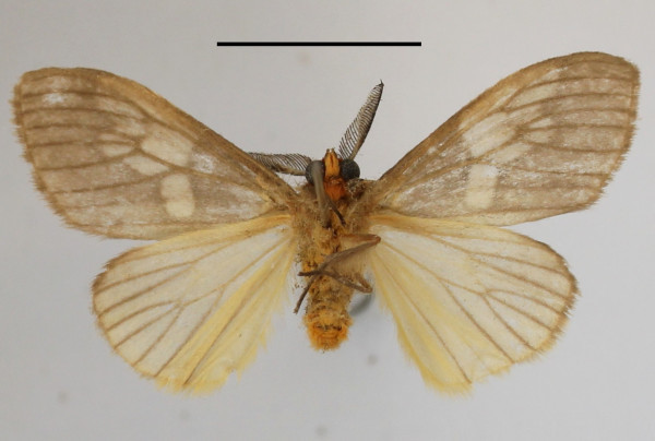 /filer/webapps/moths/media/images/A/albimacula_Palasea_AM_MGCLb_01.jpg
