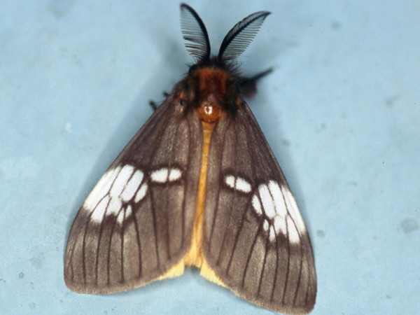 /filer/webapps/moths/media/images/A/albimacula_Palasea_AM_Roland.jpg