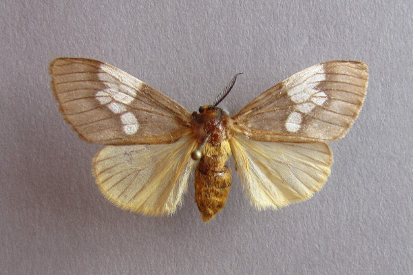 /filer/webapps/moths/media/images/A/albimacula_Palasea_A_Baron.jpg