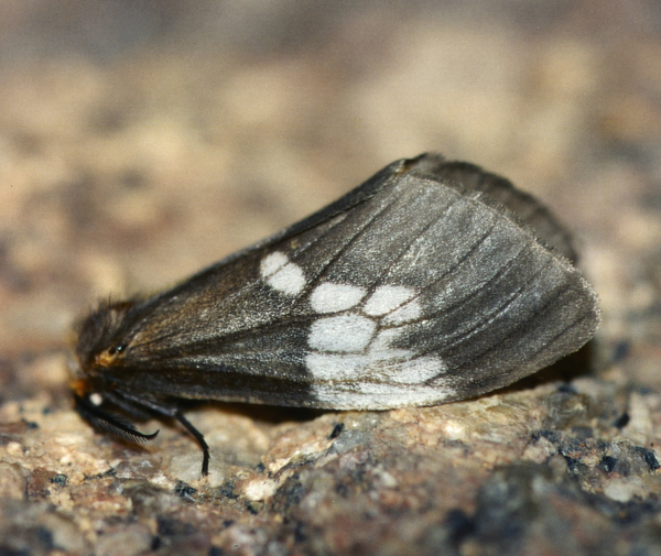 /filer/webapps/moths/media/images/A/albimacula_Palasea_A_Roland_01.jpg