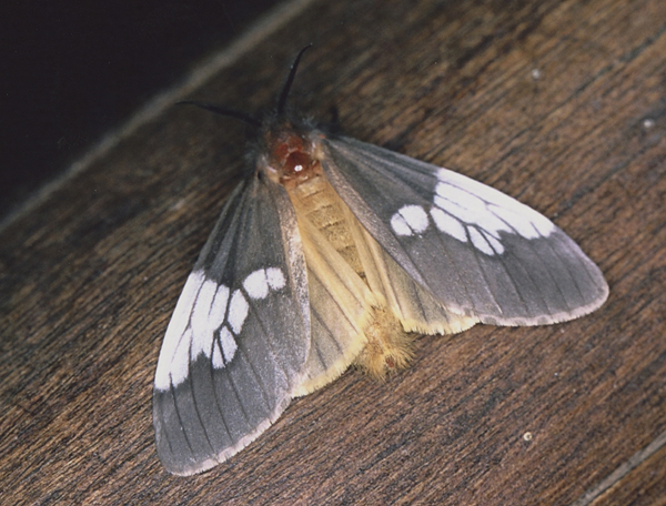 /filer/webapps/moths/media/images/A/albimacula_Palasea_A_Roland_01_qx1rskA.jpg