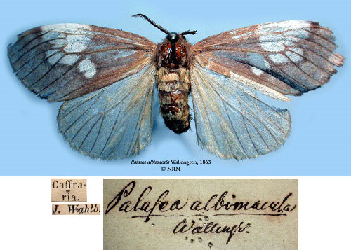 /filer/webapps/moths/media/images/A/albimacula_Palasea_HT_SNHM_01_yXVLNu8.jpg