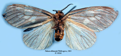 /filer/webapps/moths/media/images/A/albimacula_Palasea_HT_SNHM_02.jpg