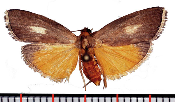 /filer/webapps/moths/media/images/A/albimaculalis_Episindris_AF_Poltavsky.jpg