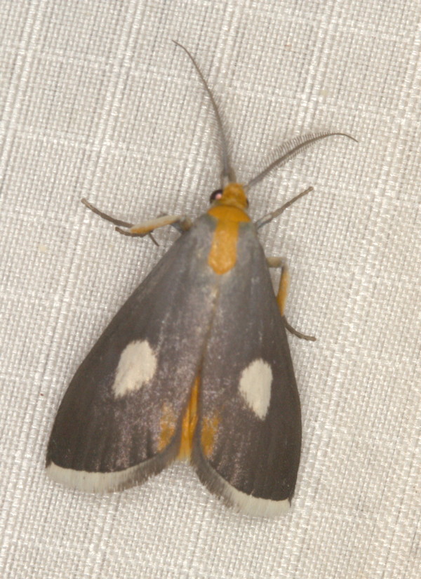 /filer/webapps/moths/media/images/A/albimaculalis_Episindris_A_Heyns_01.jpg