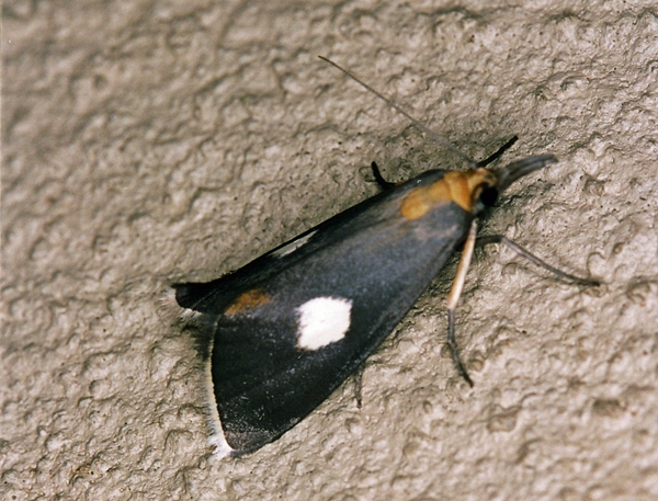 /filer/webapps/moths/media/images/A/albimaculalis_Episindris_A_Roland_01.jpg