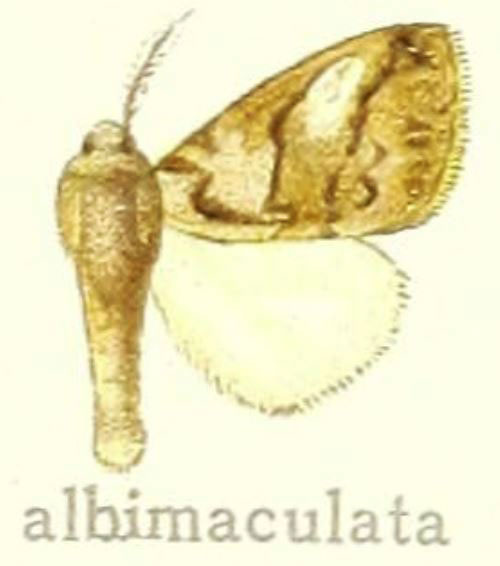 /filer/webapps/moths/media/images/A/albimaculata_Dasychira_HT_Hering_27e.jpg