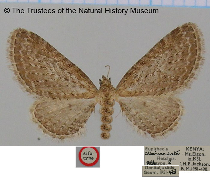 /filer/webapps/moths/media/images/A/albimaculata_Eupithecia_AT_BMNH.jpg