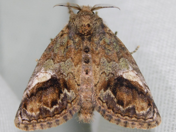 /filer/webapps/moths/media/images/A/albimaculata_Laelia_A_Grobler.jpg