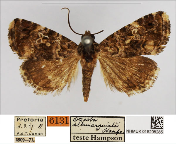 /filer/webapps/moths/media/images/A/albimarginata_Ozarba_AM_NHMUK.jpg