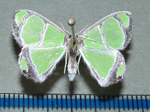 /filer/webapps/moths/media/images/A/albimarginata_Paragathia_A_Goff.jpg
