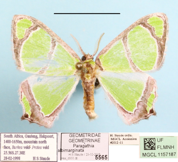 /filer/webapps/moths/media/images/A/albimarginata_Paragathia_A_MGCLa_01.jpg