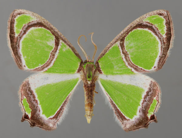 /filer/webapps/moths/media/images/A/albimarginata_Paragathia_A_ZSM_01.jpg