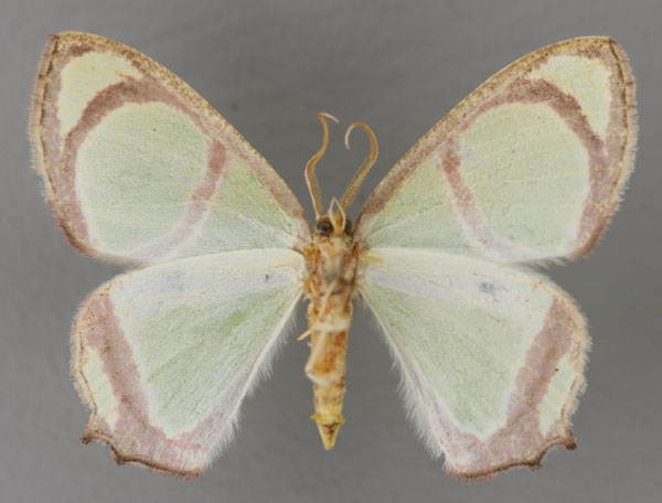 /filer/webapps/moths/media/images/A/albimarginata_Paragathia_A_ZSM_02.jpg
