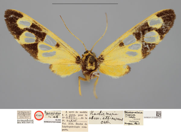 /filer/webapps/moths/media/images/A/albinescens_Naclia_HT_NHMUKa.jpg