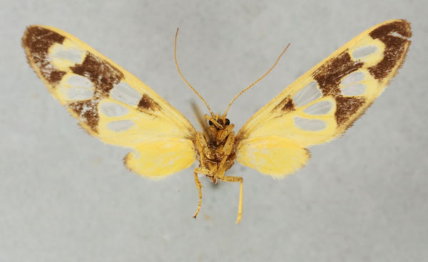 /filer/webapps/moths/media/images/A/albinescens_Naclia_HT_NHMUKb.jpg