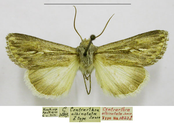 /filer/webapps/moths/media/images/A/albinotata_Centrartha_HT_TMSA.jpg