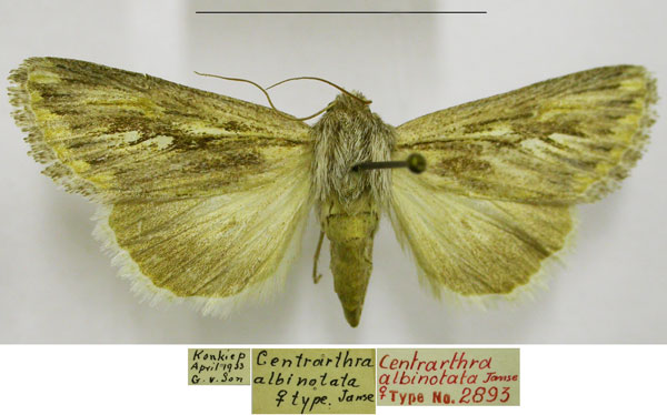 /filer/webapps/moths/media/images/A/albinotata_Centrartha_PTF_TMSA.jpg