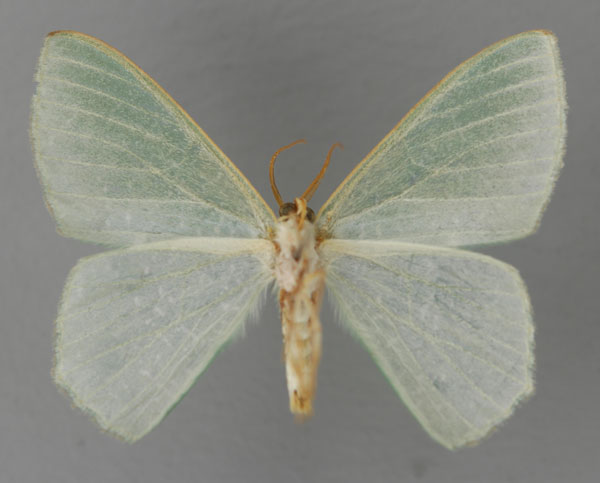 /filer/webapps/moths/media/images/A/albinotata_Prasinocyma_A_ZSM_02.jpg