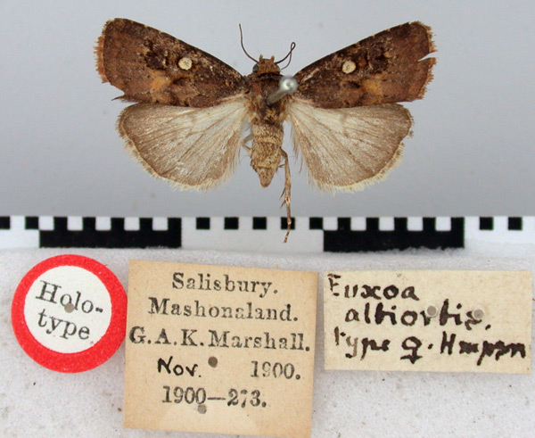 /filer/webapps/moths/media/images/A/albiorbis_Euxoa_HT_BMNH.jpg