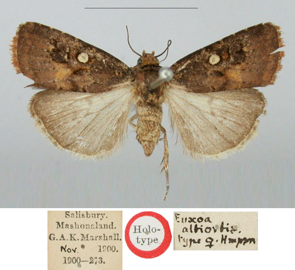 /filer/webapps/moths/media/images/A/albiorbis_Euxoa_HT_BMNH_azJt7ni.jpg